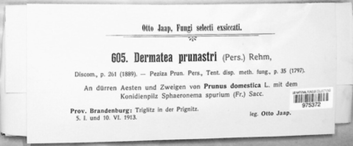 Tympanis prunastri image